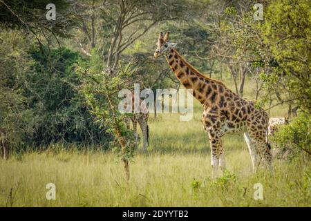 Una giraffa di Rothschild ( Giraffa camelopardalis rothschildi) che si trova in una buca d'acqua, il Parco Nazionale del Lago Mburo, Uganda. Foto Stock