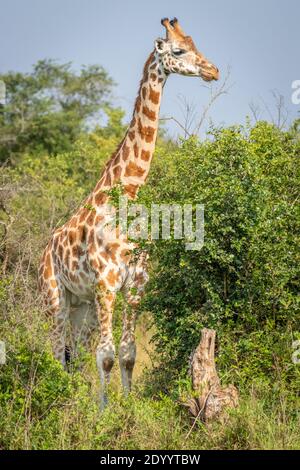 Giraffa di Rothschild ( Giraffa camelopardalis rothschildi), Parco Nazionale del Lago Mburo, Uganda. Foto Stock