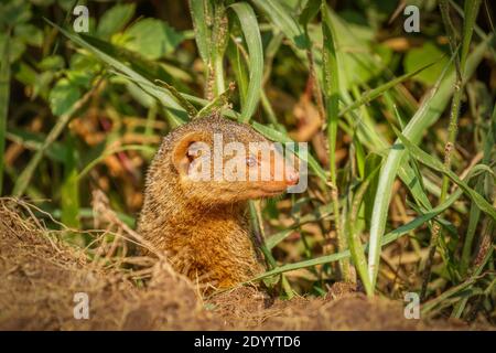 Mongoose nana comune (Helogale parvula), Parco Nazionale del Lago Mburo, Uganda. Foto Stock