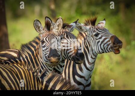 Mandria di pianure zebra, equus quagga, equus burchellii, zebra comune, Parco Nazionale del Lago Mburo, Uganda. Foto Stock