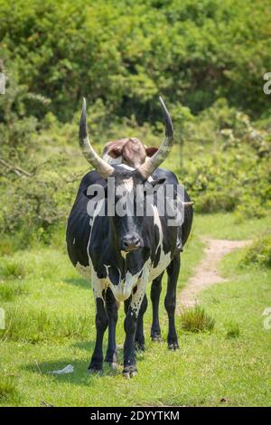 Una mucca da riproduzione incrociata con mucca di Ankole watusi e mucca frisiana Holstein, Parco Nazionale del Lago Mburo, Uganda. Foto Stock