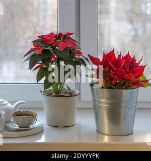 Due fiori di poinsettia nelle pentole, una stella di Natale, decorare la finestra, stare sul davanzale. Due tazze alte di tè in porcellana. Spazio di copia Foto Stock