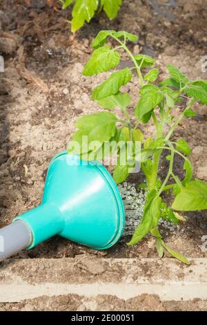 Piantati di fresco piantare piantine di pomodoro sono annaffiati da una lattina di irrigazione nella serra Foto Stock