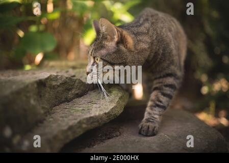 tabby gatto nazionale shorthair sulla caccia nei cespugli camminare abbassato osservare preda Foto Stock
