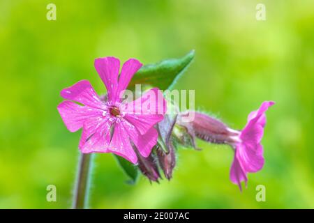 Primo piano dei fiori rosa di Silene dioica noti come campion rosso e la fioritura della mosca rossa durante la stagione di primavera. Foto Stock