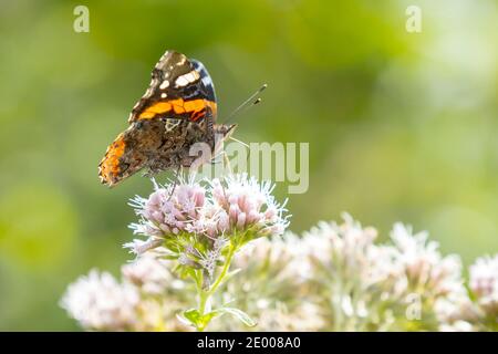 Red Admiral butterfly, Vanessa Atalanta, nettare di alimentazione su un fiore bianco in un prato. Foto Stock