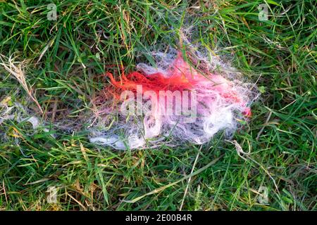 Colorante rosso racchetta su pezzetti di lana bianca di pecora da una pecora devastata su sfondo verde erba in campo Carmarthenshire Galles Regno Unito KATHY DEWITT Foto Stock