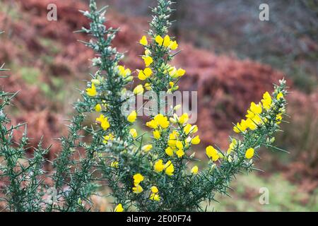 Cespuglio di gola giallo o furze Ulex europaeus fiori in fiore Nella campagna gallese in inverno Dicembre 2021 Carmarthenshire Galles UK KATHY DEWITT Foto Stock