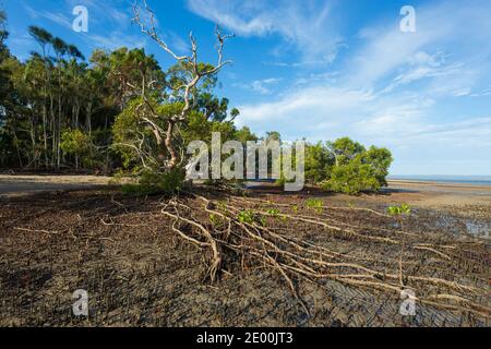 Le radici costiere delle mangrovie esposte sulla spiaggia di Poona, Fraser Coast Region, Queensland, QLD, Australia Foto Stock