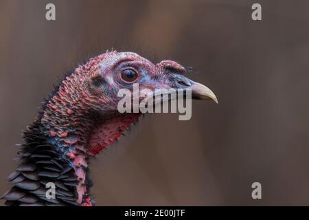 tacchino selvatico (Meleagris gallopao) ritratto Foto Stock