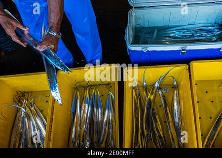 Asta del pesce in Yaidu, Giappone Foto Stock