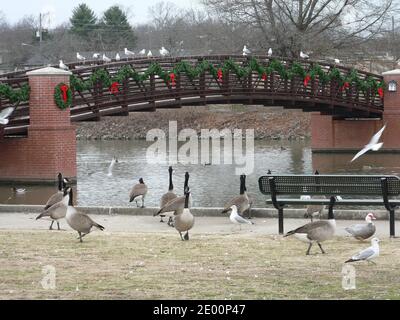 Ponte decorato e oche canadesi Foto Stock