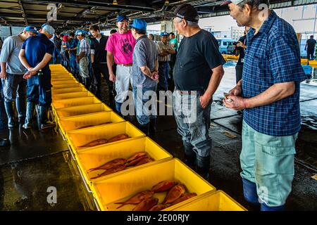 Kinmedai (gold eye snapper) all'asta del pesce a Yaidu, Giappone Foto Stock