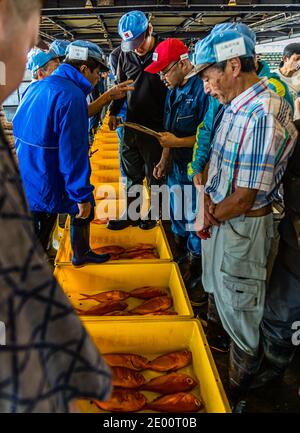 Kinmedai (gold eye snapper) all'asta del pesce a Yaidu, Giappone Foto Stock