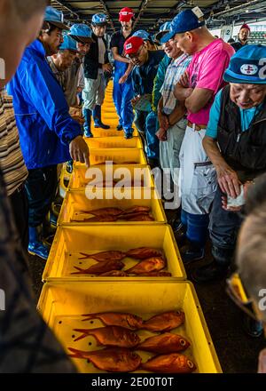 Kinmedai (gold eye snapper) all'asta del pesce a Yaidu, Giappone Foto Stock