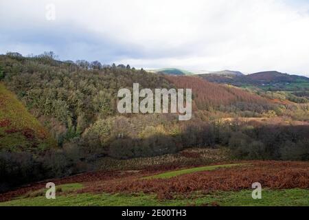 Vista di bosco di quercia naturale, larice, bracken in paesaggio colori colline dicembre crescere su una collina boscosa Carmarthenshire Galles UK KATHY DEWITT Foto Stock