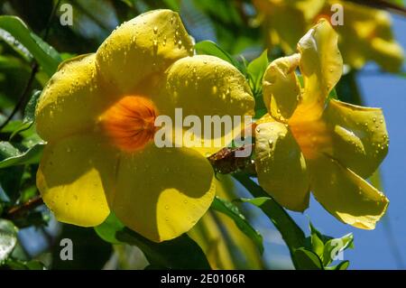 Golden Trumpet, Allamanda catartica, Trumpetvine; Foto Stock