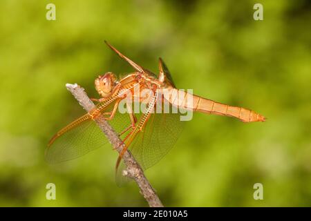 Flame Skimmer Dragonfly femmina, Libellula saturata, Libellulidae. Foto Stock