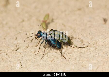 Black Sky Tiger Beetle accoppiamento maschio e femmina, Cicindelidia nigrocoerulea nigrocoerulea, Cicindelinae, Carabidae. Foto Stock