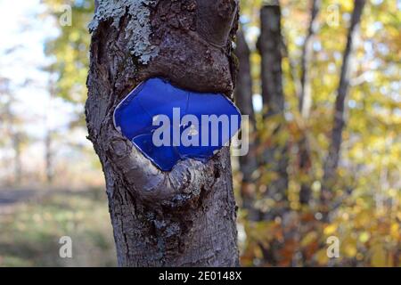 Blue Trail Blaze incorporato in un tronco ad albero Foto Stock