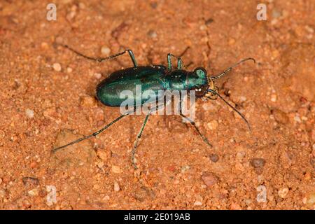 Tiger Beetle, Cicindelidia nigrocoerulea nigrocoerulea, Cicindelinae, Carabidae. Lunghezza 13 mm. Labrum a 3 denti. Foto Stock