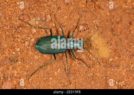 Tiger Beetle, Cicindelidia nigrocoerulea nigrocoerulea, Cicindelinae, Carabidae. Lunghezza 13 mm. Labrum a 3 denti. Foto Stock