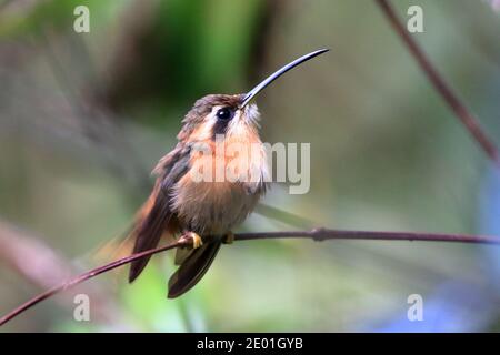 Foto di colibrì (eremita rossiccio) appollaiato su un ramo con sfondo sfocato Foto Stock