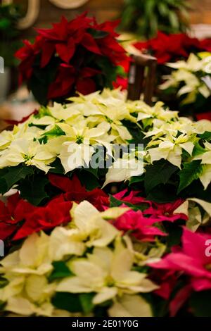 File di fiori puntini gialli e rossi. Foto Stock