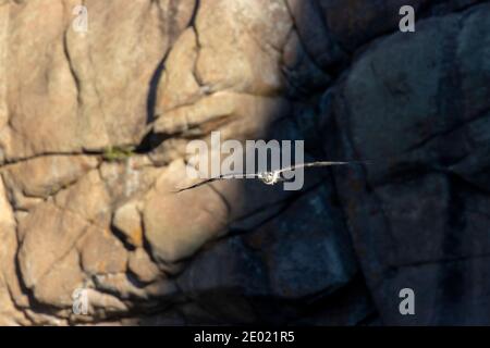 Pesca Osprey nel fiume South Platte a Eleven Mile Canyon Colorado subito dopo l'alba Foto Stock