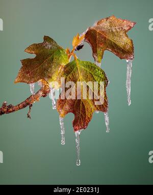 Foglie di hydangea (Hydrangea quercifolia), dopo il congelamento pioggia tempesta nel centro della Virginia. Foto Stock