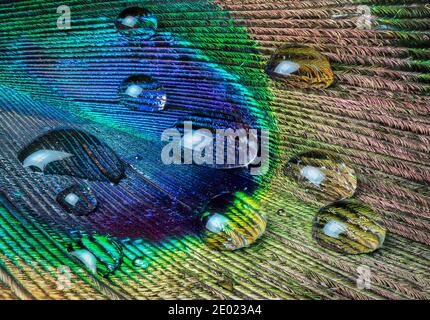 Macro vista delle gocce di pioggia su piume di pavone. Foto Stock