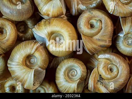 Conchiglie di lumache di ramshorn (famiglia Planorbidae), una specie di acqua dolce comune in stagni e acquari. Foto Stock