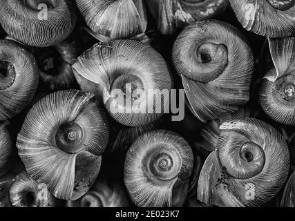 Conchiglie di lumache di ramshorn (famiglia Planorbidae), una specie di acqua dolce comune in stagni e acquari. Foto Stock