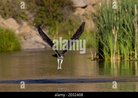 Pesca Osprey nel fiume South Platte a Eleven Mile Canyon Colorado subito dopo l'alba Foto Stock