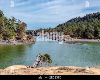 Un piccolo albero di tasso, gnarled si appoggia da un giallo, verde, sul acqua acquamarina di Home Bay su Jedediah Island, un parco marino della Columbia Britannica. Foto Stock