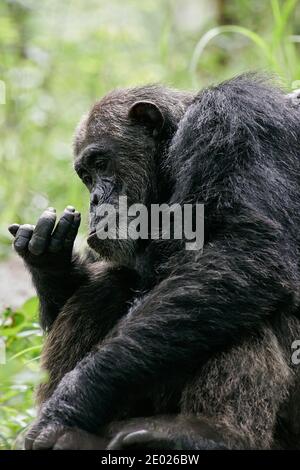 Scimpanzé orientale (Pan troglodytes schweinfurthii) curiosamente studiando qualcosa nelle sue mani, Gombe Stream National Park, Tanzania Foto Stock