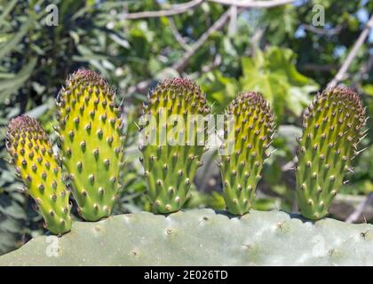 Il cactus della pera di prickly è una pianta commestibile e si sviluppa in America del Sud, Messico, negli Stati Uniti, in Australia e nel Mediterraneo. Foto Stock