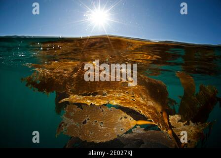 Mezzo sopra e mezzo sotto foto di malato, malato gigante kelp, Kelp Forest nel sud della California Foto Stock