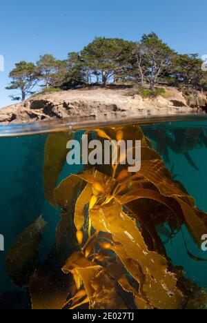 Mezzo sopra e mezzo sotto foto di malato, malato gigante kelp, Kelp Forest nel sud della California Foto Stock