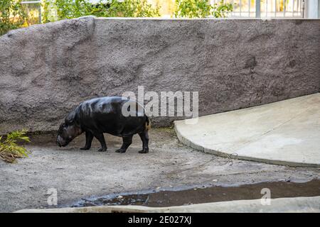 Baby ippo in un recinto zoo Foto Stock