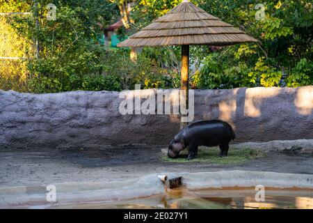 Baby ippo in un recinto zoo Foto Stock