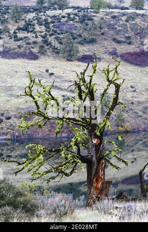Il muschio sta crescendo su un albero bruciato Foto Stock