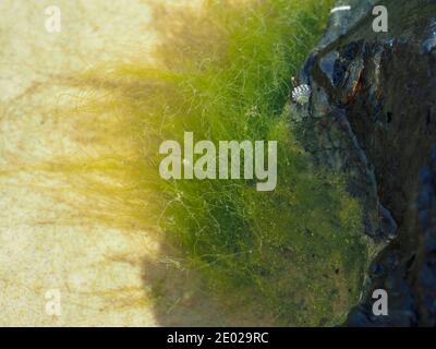 Grey Seashell, Pyramid Periwinkle e alghe verdi o erbacce che crescono su una grande roccia grigio scuro nelle sabbiose Rock Pools, costa del New South Wales Australia Foto Stock