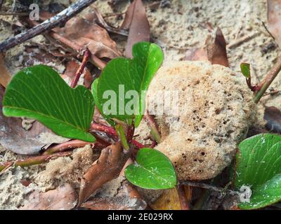 Spugna marina che si è lavata sulla spiaggia sabbiosa vicino ad alcune foglie di Morning Glory Vine, Australia, con uno stelo rosso brillante Foto Stock