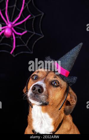 Cute Halloween ritratto dell'animale domestico Foto Stock