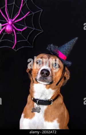 Dolce Halloween ritratto del cane Foto Stock