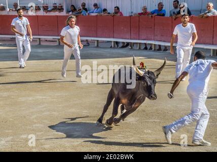 un toro arrabbiato in vestito caldo di razeteur daredevils cercando per strappare le nappine di cocade dal corno della bestia Durante una gara di carmargue bull (corso ca Foto Stock