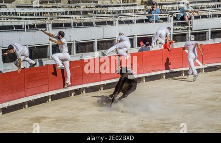 un toro arrabbiato in vestito caldo di razeteur daredevils cercando per strappare le nappine di cocade dal corno della bestia Durante una gara di carmargue bull (corso ca Foto Stock