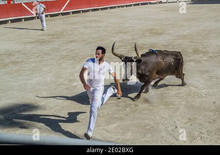 un toro arrabbiato in vestito caldo di razeteur daredevils cercando per strappare le nappine di cocade dal corno della bestia Durante una gara di carmargue bull (corso ca Foto Stock