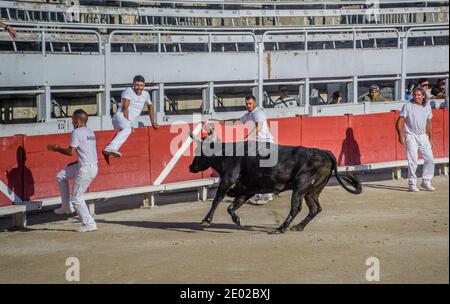 un toro arrabbiato in vestito caldo di razeteur daredevils cercando per strappare le nappine di cocade dal corno della bestia Durante una gara di carmargue bull (corso ca Foto Stock